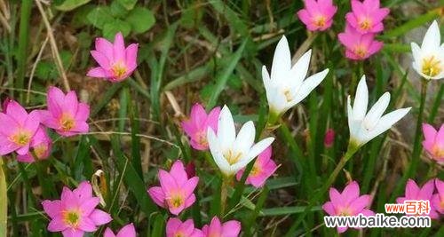 生命之美 以韭兰花语喻人生