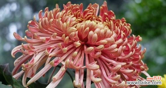 揭秘各式各样的菊花背后蕴含的意义 不同菊花的花语和寓意