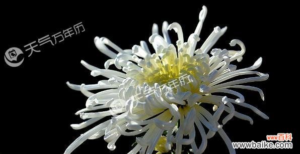 解读菊花的神秘语言与美丽寓意 菊花的花语与象征意义