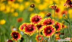 揭秘菊花的不同色彩和寓意 菊花的颜色与花语