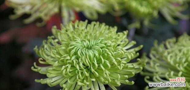 传递着爱与希望的小雏菊花 小雏菊花语及其象征意义