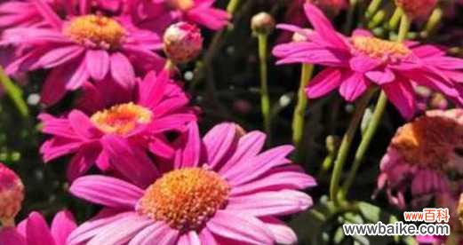 传递着爱与希望的小雏菊花 小雏菊花语及其象征意义