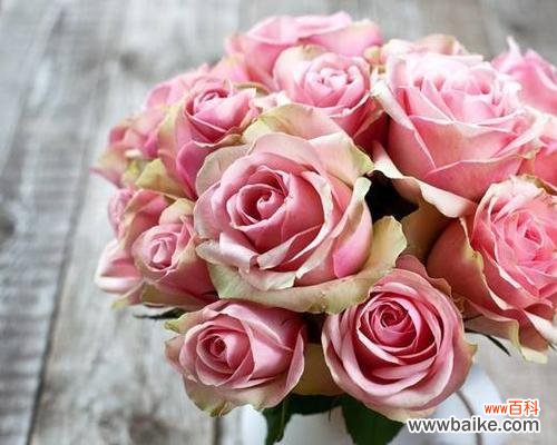探寻粉玫瑰的浪漫与柔情 粉玫瑰的寓意与含义