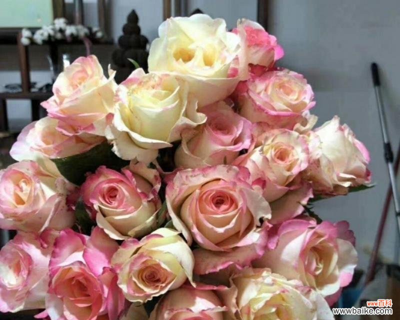 解读粉色玫瑰花所代表的爱情和情感 粉色玫瑰花的含义