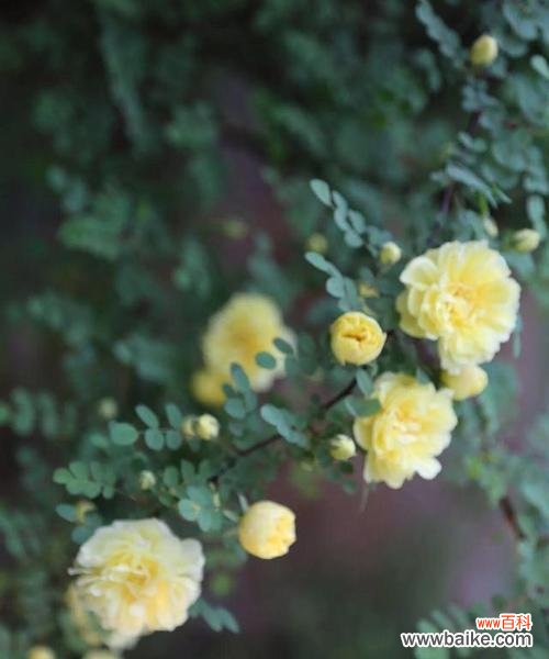黄蔷薇之美，黄色的温暖与光辉 探寻黄蔷薇的花语与象征意义
