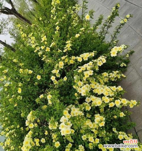 黄蔷薇之美，黄色的温暖与光辉 探寻黄蔷薇的花语与象征意义