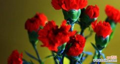 爱情、敬意、热情——解读红色康乃馨的多重意义 红色康乃馨的含义与象征