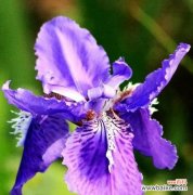 鸢尾花花语解析，神秘背后的真相 揭秘鸢尾花隐藏的花语