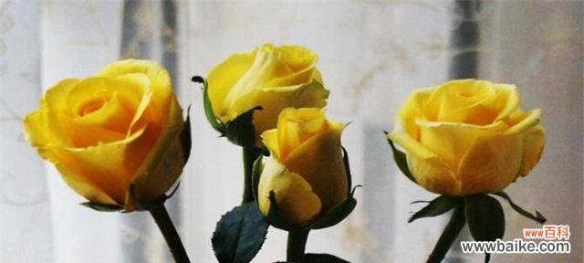 探究黄玫瑰的花语,感悟生活的真谛 黄玫瑰花语的深刻寓意