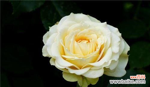 探究黄玫瑰的花语,感悟生活的真谛 黄玫瑰花语的深刻寓意