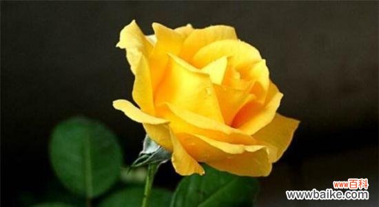 探究黄玫瑰的花语,感悟生活的真谛 黄玫瑰花语的深刻寓意