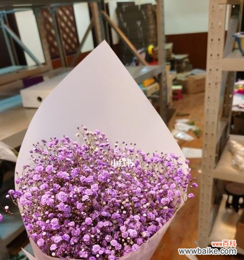 一朵小小的满天星，蕴藏着爱的语言 满天星的浪漫花语