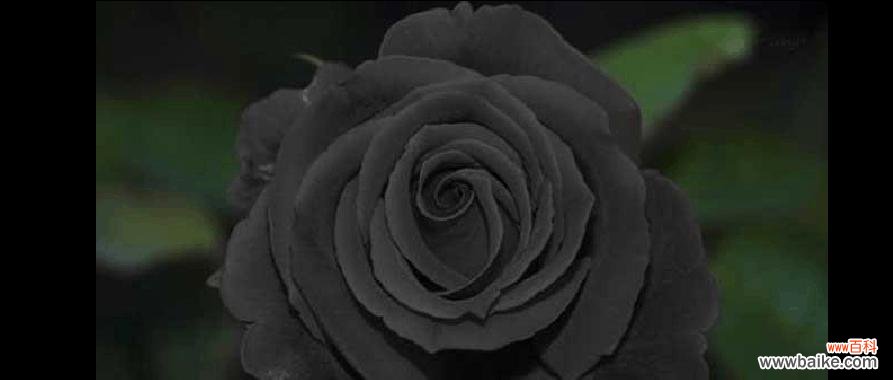 探索黑玫瑰背后的深刻寓意 神秘诱人的黑玫瑰花语
