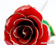 玫瑰花语大全，分享给你最真挚的情感表达 浪漫花语