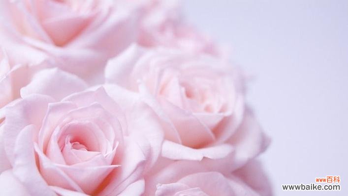 用一束粉色玫瑰表达你的情感吧！ 粉色玫瑰