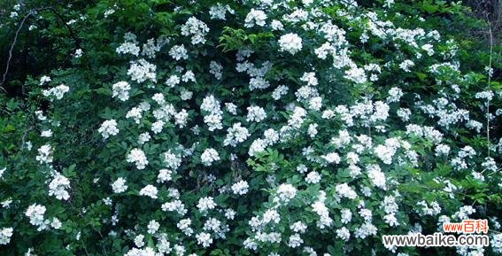 探究荼糜花的含义和象征意义 荼糜花花语详解