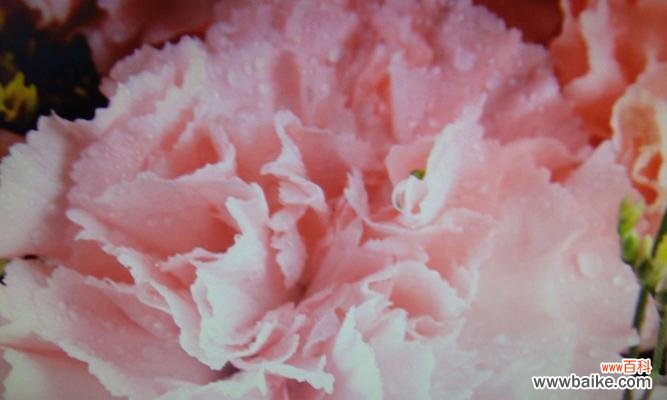 了解康乃馨花语,传达情感的真谛 康乃馨的花语及其意义