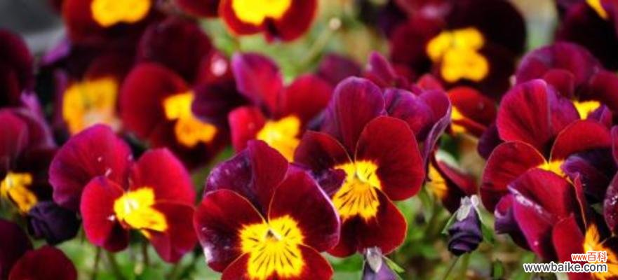 揭秘三色堇花语的8个含义 探寻三色堇的花语和寓意