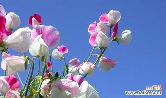 传递着美好的情感和愿望 豌豆花的花语