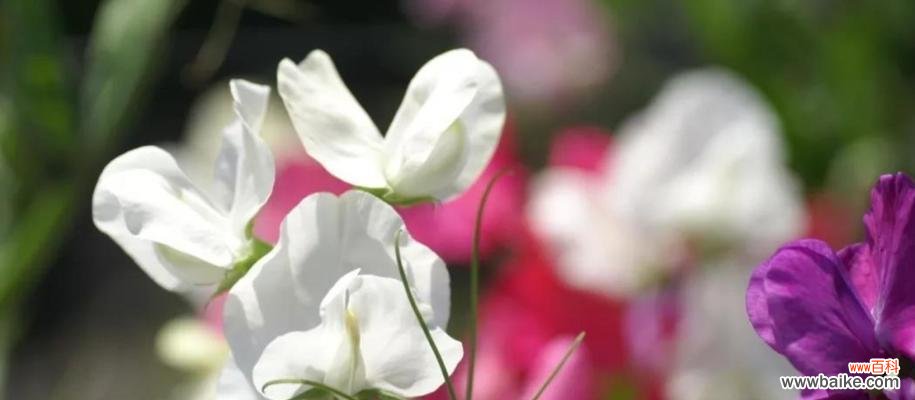 传递着美好的情感和愿望 豌豆花的花语