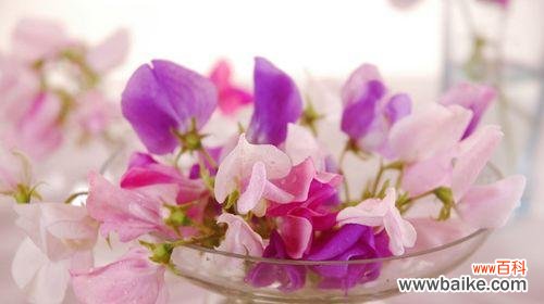 传递着美好的情感和愿望 豌豆花的花语