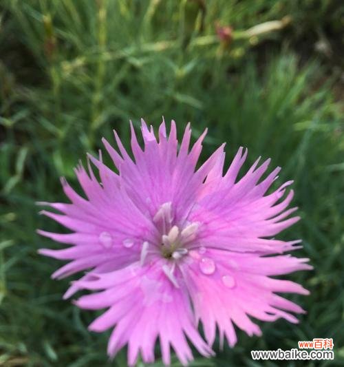 探寻曼珠沙华花朵的深刻内涵 粉色曼珠沙华的花语