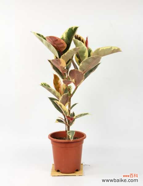 如何判断橡皮树烂根