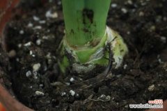 风信子干叶子是怎么回事