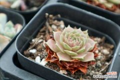 多肉干叶子是怎么回事