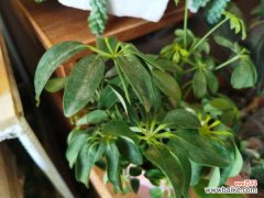 烂根的鸭掌木怎么急救