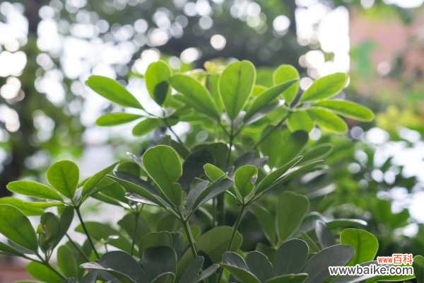 烂根的鸭掌木怎么急救