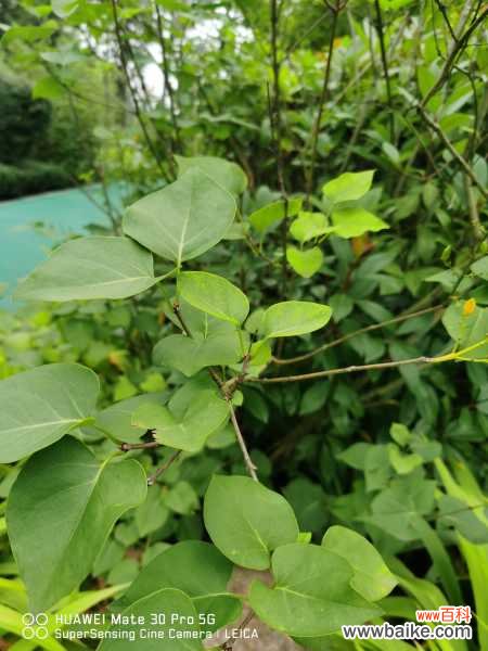 丁香干叶子是怎么回事