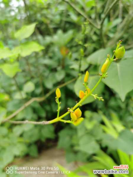 丁香干叶子是怎么回事