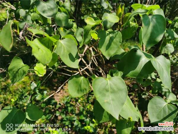 丁香干叶子是怎么回事