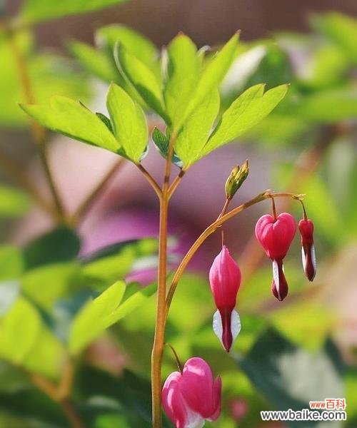 以白蔓荷包牡丹花语为主题的美丽花卉 白蔓荷包牡丹——富贵吉祥的象征