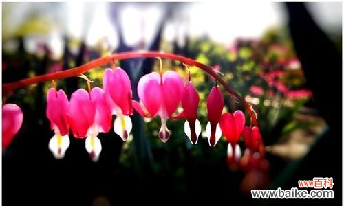 以白蔓荷包牡丹花语为主题的美丽花卉 白蔓荷包牡丹——富贵吉祥的象征