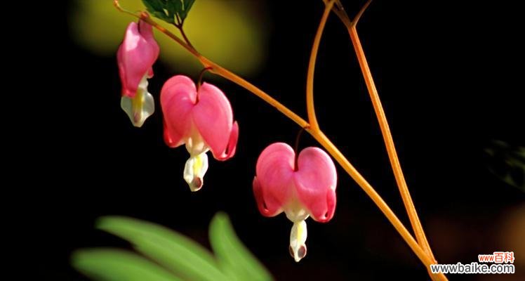 以白蔓荷包牡丹花语为主题的美丽花卉 白蔓荷包牡丹——富贵吉祥的象征