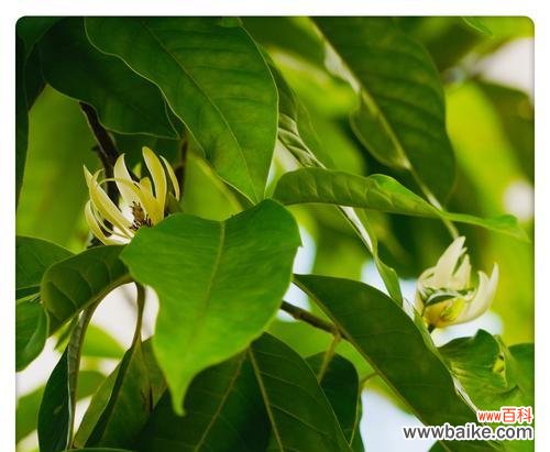 白兰花的花语和传说及其象征的希望和纯洁之美 白兰花