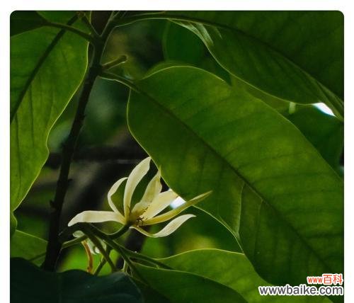 白兰花的花语和传说及其象征的希望和纯洁之美 白兰花