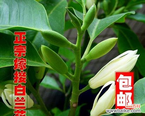探索白兰花在文化 白兰花的象征意义及美丽魅力