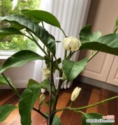 探索白兰花在文化 白兰花的象征意义及美丽魅力