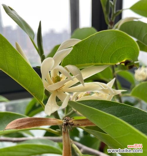 探索白兰花在文化 白兰花的象征意义及美丽魅力