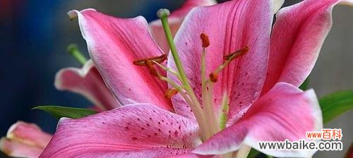 借白荷花诉说心意 白荷花的花语与含义