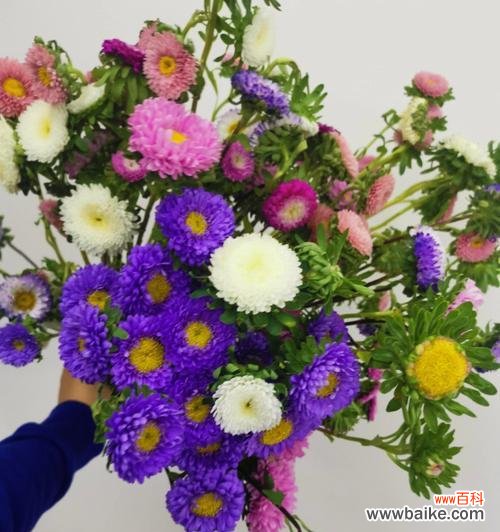 白色翠菊的花语与美丽回顾 白色翠菊