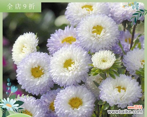 白色翠菊的花语与美丽回顾 白色翠菊