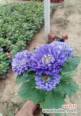 白色翠菊的花语与美丽回顾 白色翠菊