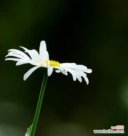 带你了解白色雏菊的深意 白色雏菊花花语