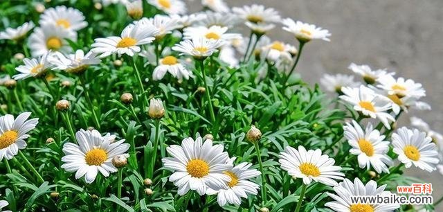 带你了解白色雏菊的深意 白色雏菊花花语