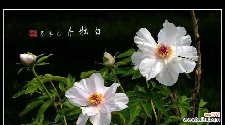 探寻白牡丹的象征意义及魅力 白牡丹之美——纯洁、高贵与神秘