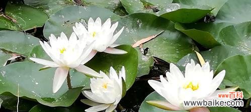 追寻自由与纯洁的芬芳 白色睡莲，花开梦境